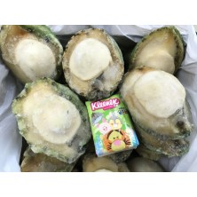 正宗南澳洲青邊鮑魚 (3頭) <<節日限定，請查詢貨量>>