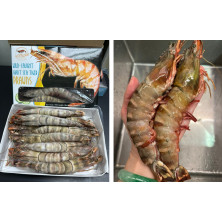 印度洋野生海捕原隻大虎蝦U10(8-9隻)