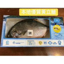 本地速凍優質黃立䱽